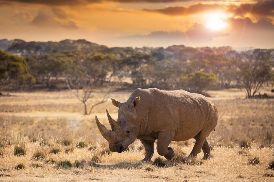 Rhino at sunset