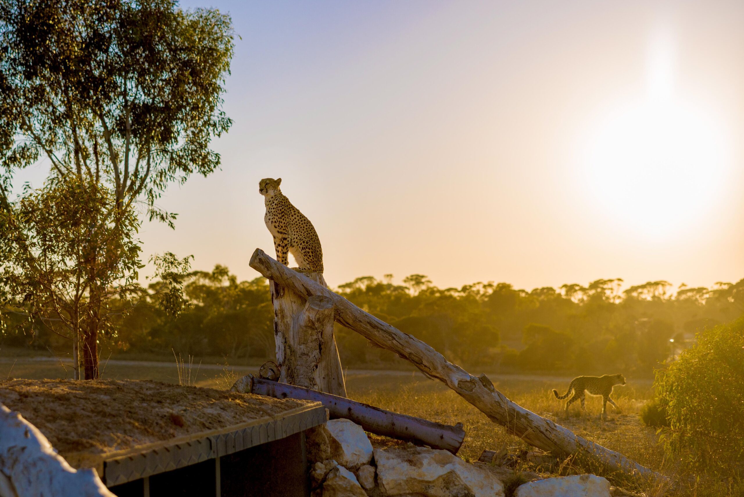 A cheetah looks directly at you during the warm glow of sunrise during a Dawn Wildlife Safari at Monarto Safari Resort