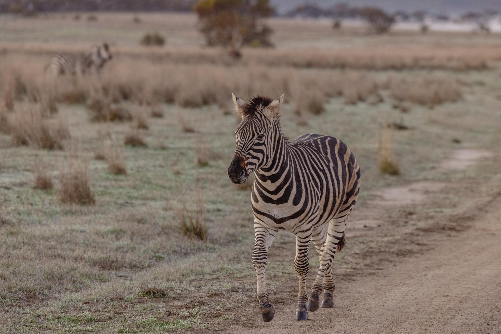 A zebra galloping down the road