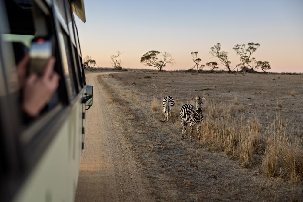 Photographing a zebra while on safari