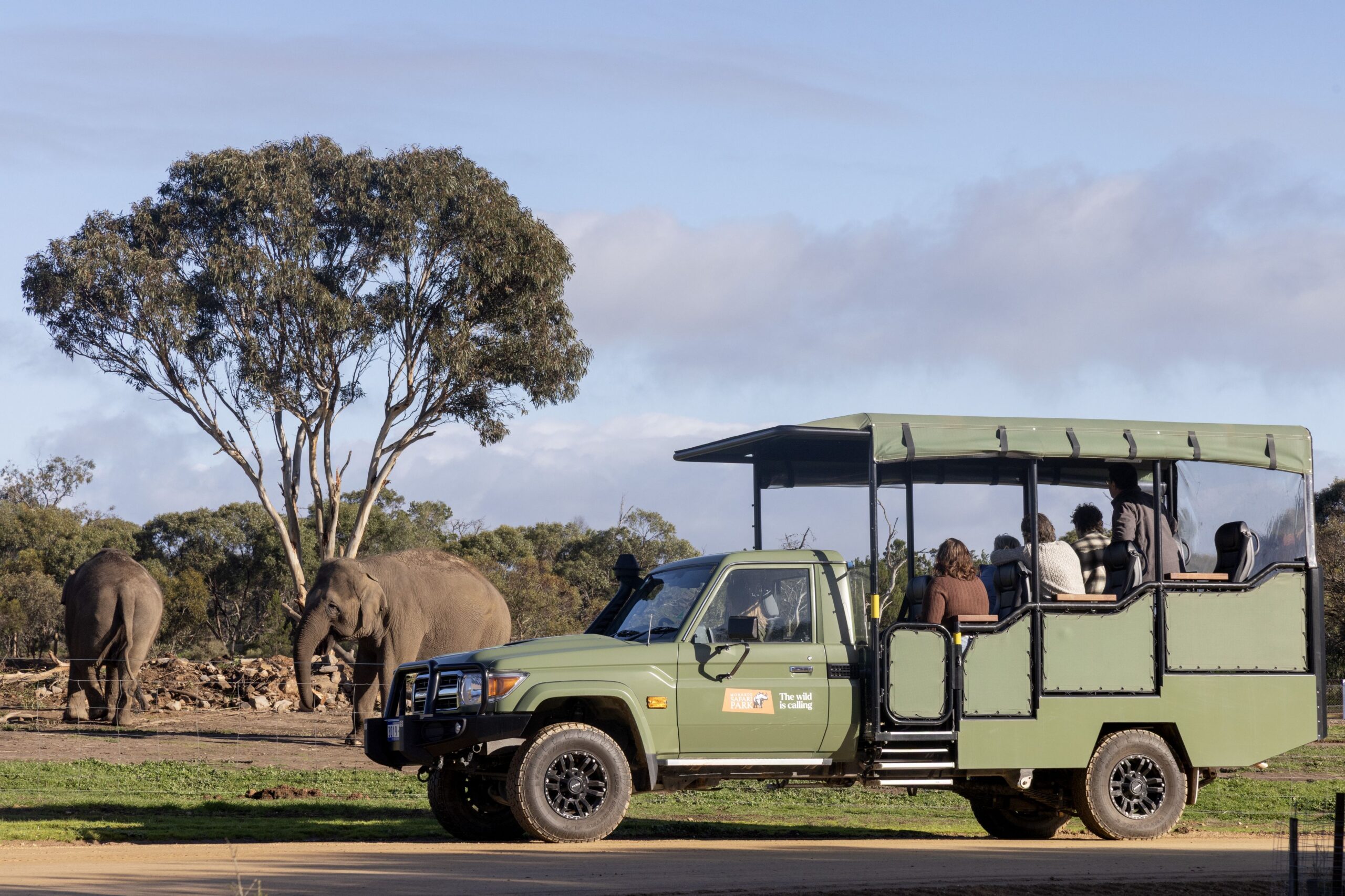 Safari Tour near elephants