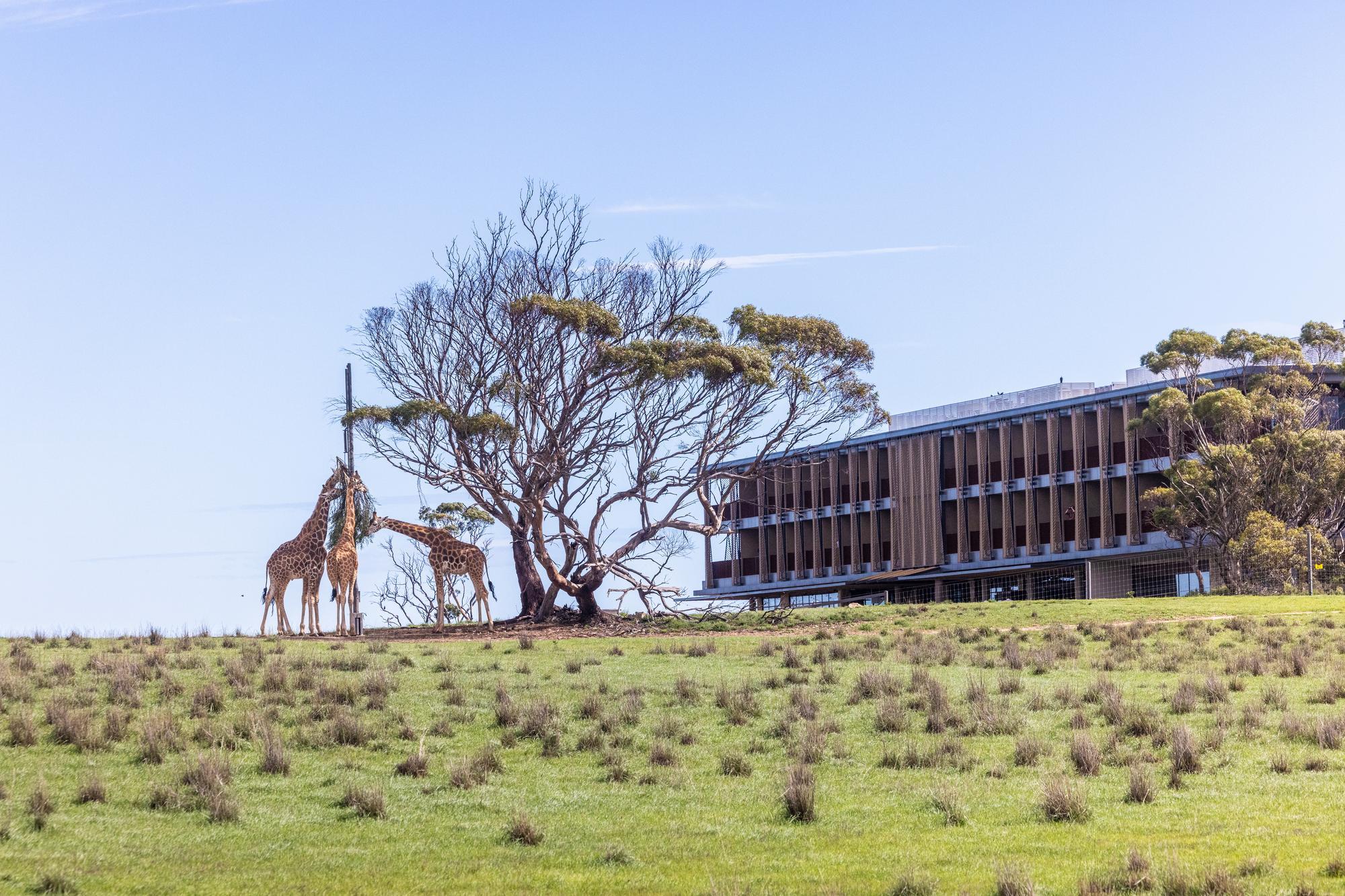 Giraffes in front of the hotel