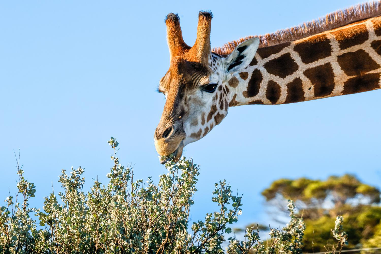 Giraffe eating leaves