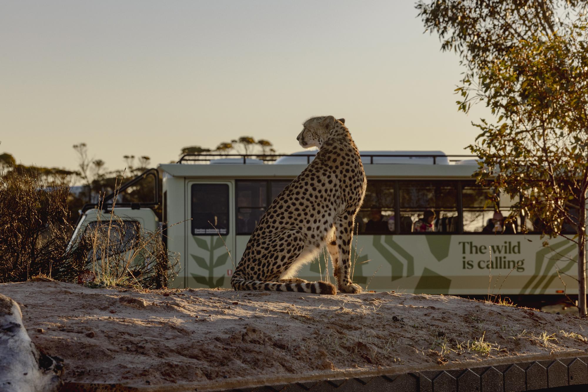 A cheetah on safari
