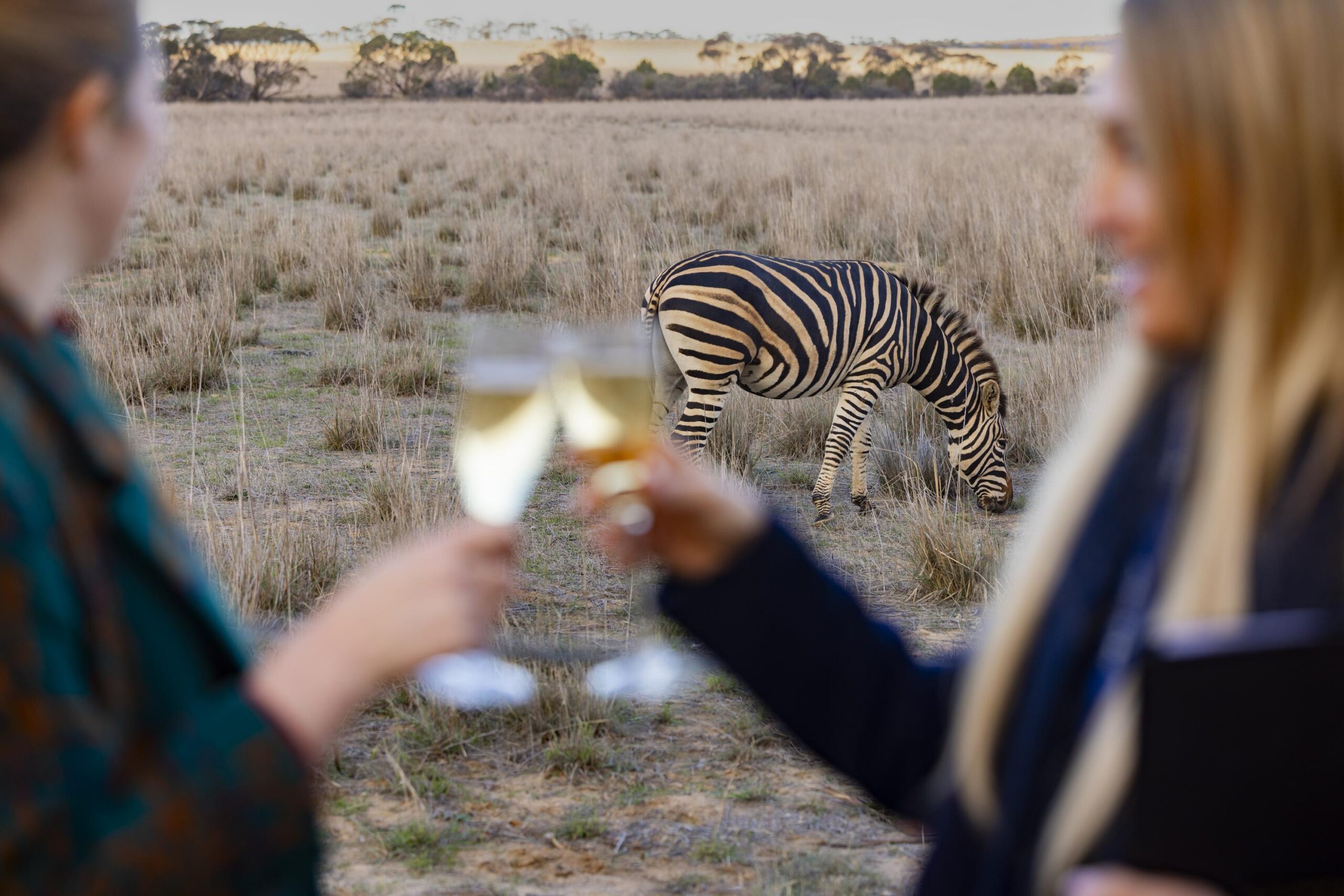 Champagne on safari